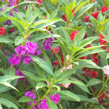 Balsam Bush Flowere Mixed Seeds 1