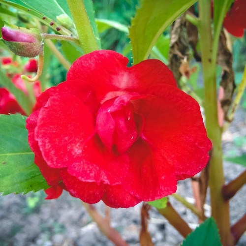 Balsam Bush Rosemine Seeds 1.jpg