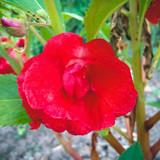 Balsam Bush Rosemine Seeds 1
