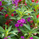 Balsam Tom Thumb Mix Seeds 1