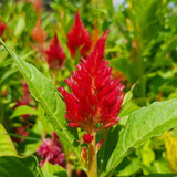Celosia Red Seeds 1