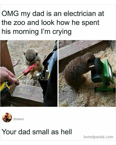 6abcfda99a86c adorable funny animals with jobs 700 bordered.jpg