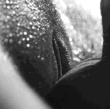 6.gif