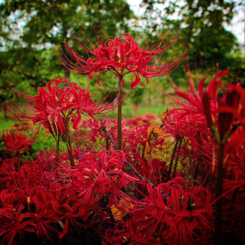 28702379.jpg