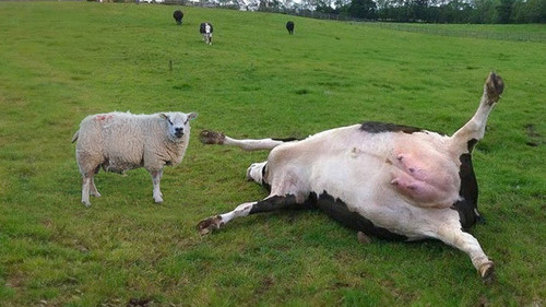 sheepmurderer.jpg