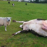 sheepmurderer