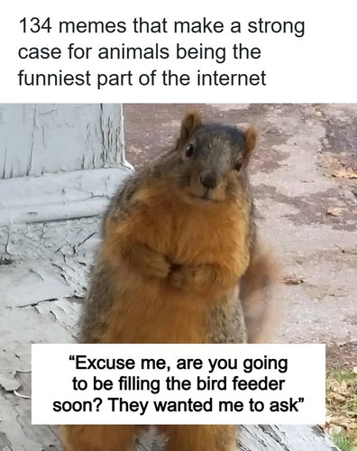 fun animal memes.jpg