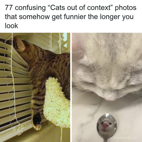 cats out of context.jpg