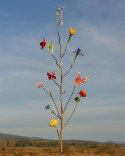 Wild Flower no13 Jennifer Latour 6a9a893a81803 700.jpg
