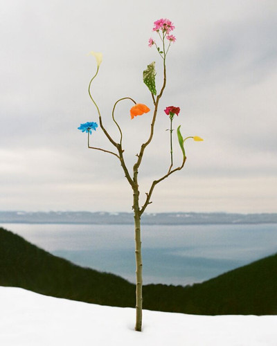 6a9a95adf3a0d 26 nature flower compositions by artist and photographer jennifer latour 700.jpg