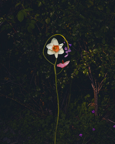 Wild Flower no11 Jennifer Latour 6a9a893428b32 700.jpg