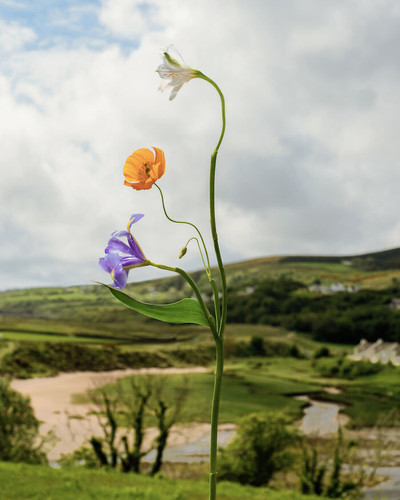 Donegal Species Ireland 2023 Jennifer Latour 6a9a890e83364 700.jpg