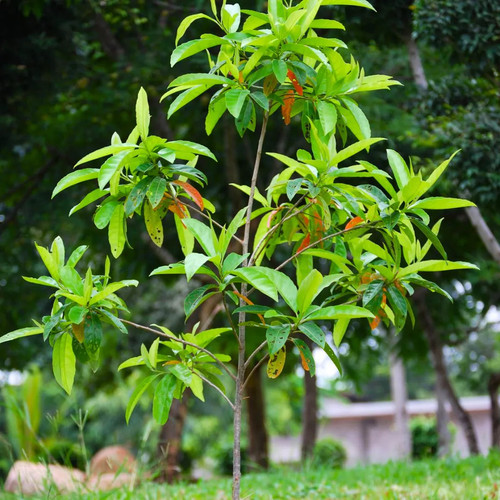 Rudraksha Plant.jpg