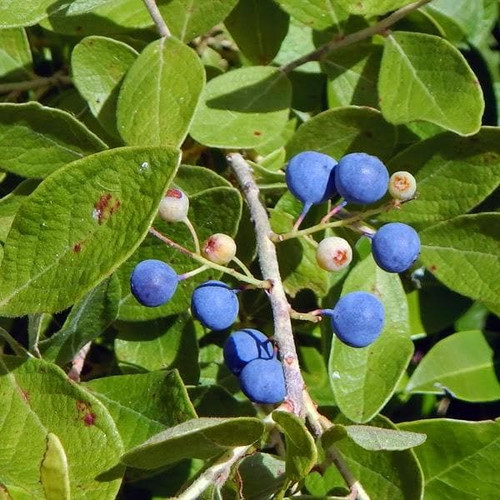 nurserylive rudraksha tree plant.jpg