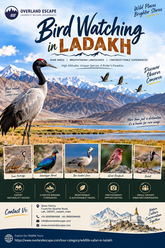 Bird Watching in Ladakh.jpg
