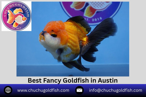 Best Fancy Goldfish in Austin.jpg