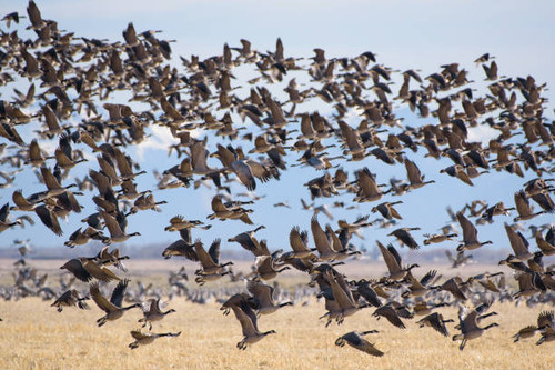 Guided Goose Hunt Colorado - Birds and bucks outdoors.jpg