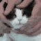 1000031176.gif