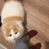 1000031188.gif