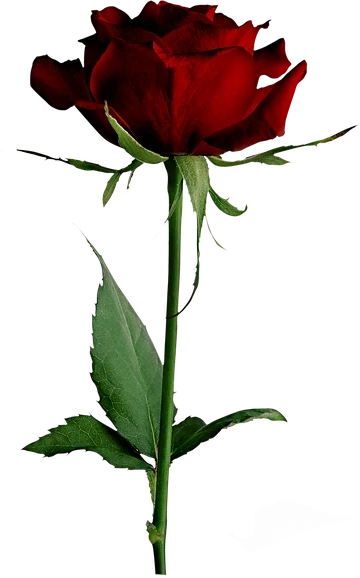 rose.webp