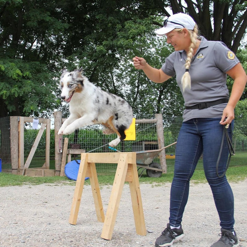 Dog Boarding Near Me.jpg