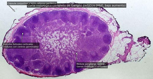 slide 28 anotada anatomica.jpg