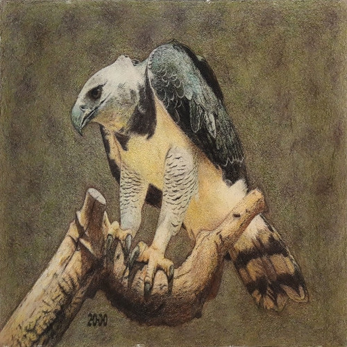 Harpy Texture 512x512.jpg