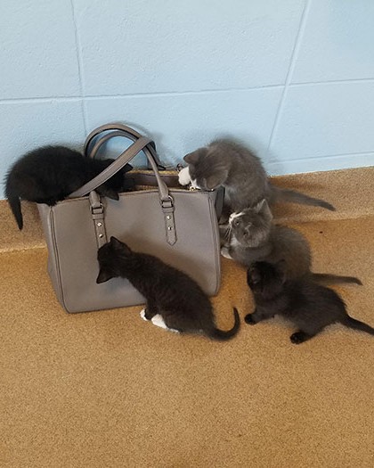 funny animal shelter pictures 1 5b7c057116f03 700.jpg