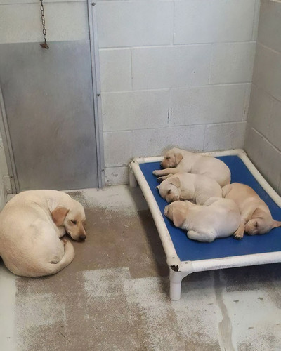funny animal shelter pictures 55 5b8654bf0463f 700.jpg