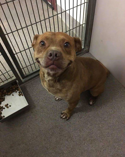 funny animal shelter pictures 35 5b8653b69bff4 700.jpg