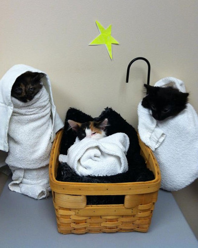 funny animal shelter pictures 119 5b840c50ca22c 700.jpg