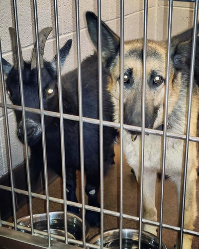 funny animal shelter pictures 92 5b87d75d0a623 700.jpg