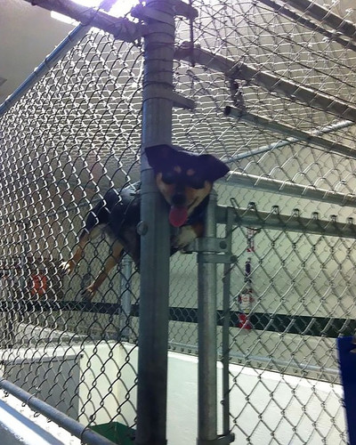funny animal shelter pictures 113 5b83f22735d7d 700.jpg