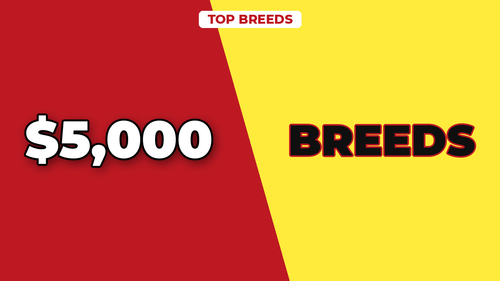 thumb dog breeds with highest insurance rates landscape.png