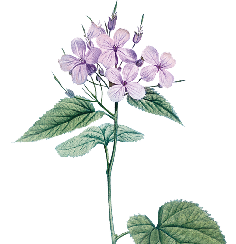 HTC Heritage Library Purple Flowers 02Element 2.png