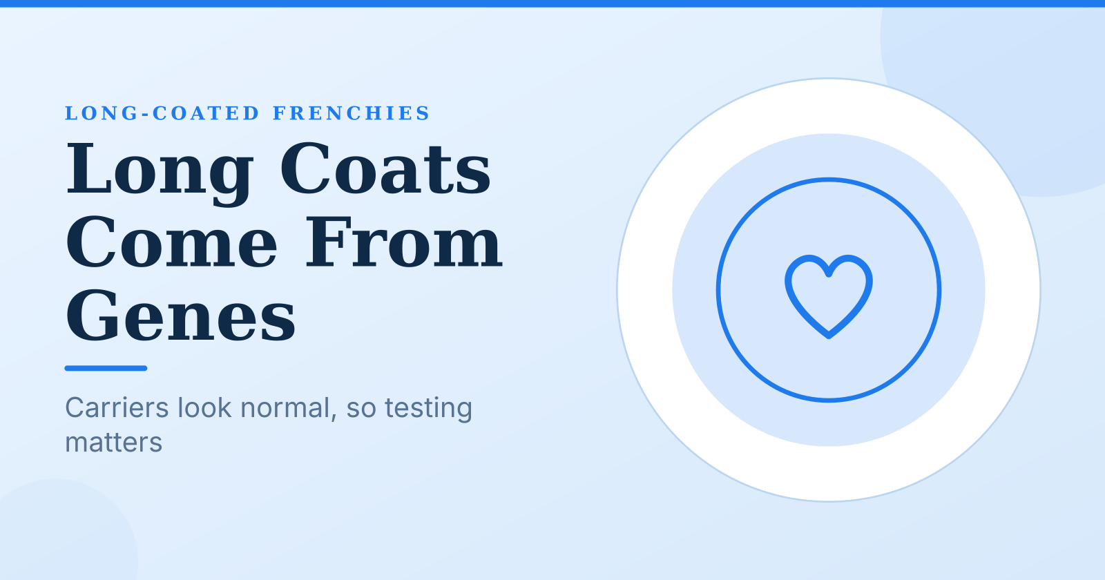 Long-Coated French Bulldogs: Origins, History, and Why They Exist