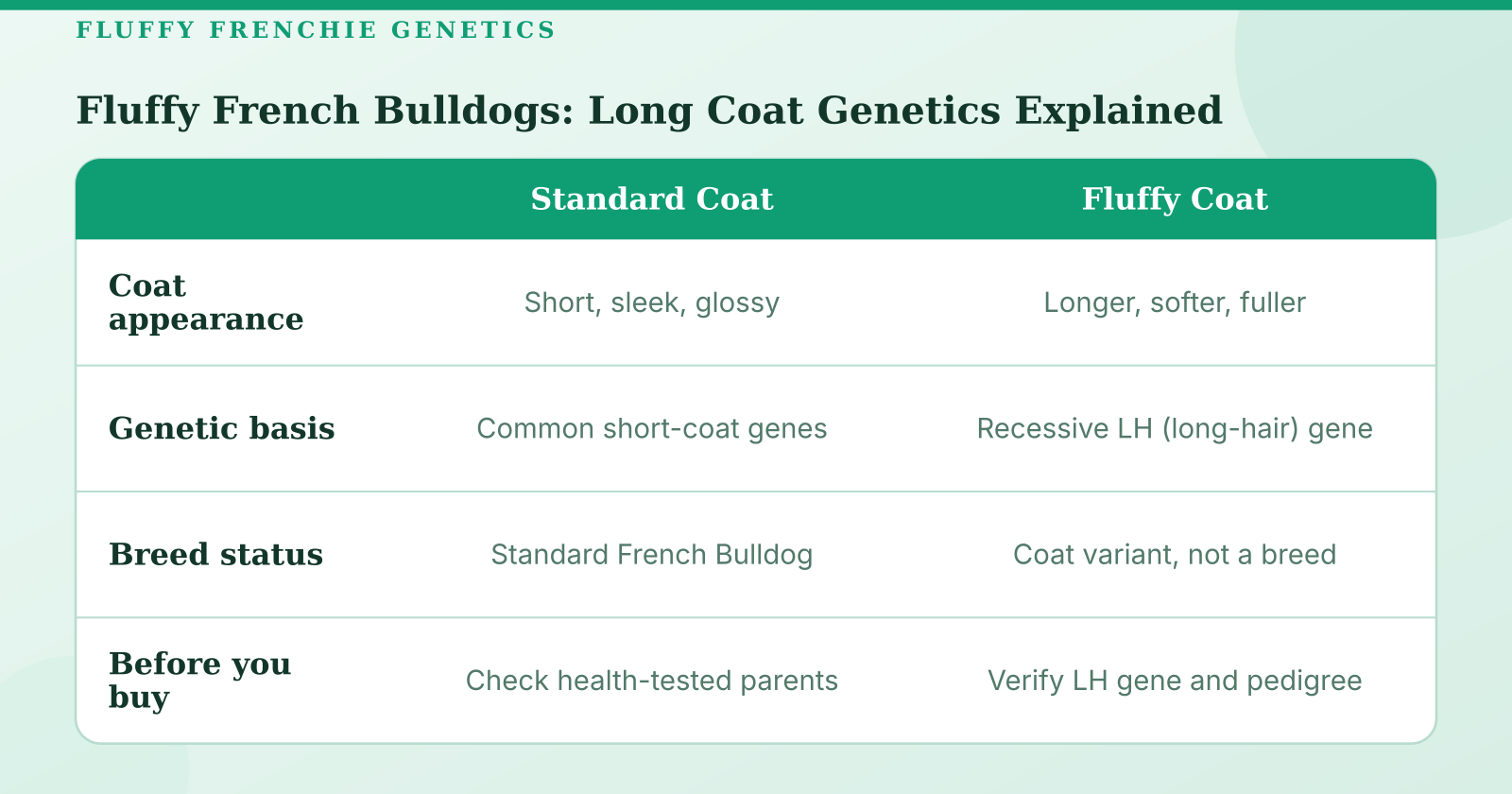 Fluffy French Bulldogs: Origins, Genetics and Why the Long Coat Exists