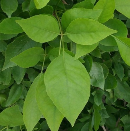 1 bel seed 1kg garden basket hubb original imah8acbuhyhnrkq.jpg