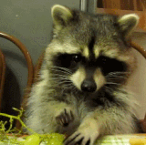 9c02a818b64c.gif