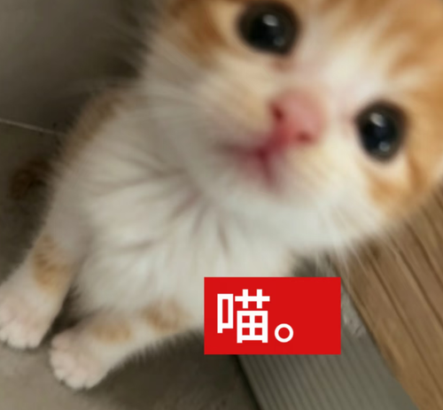 Screenshot 20260818 204722 com.xingin.xhs.png