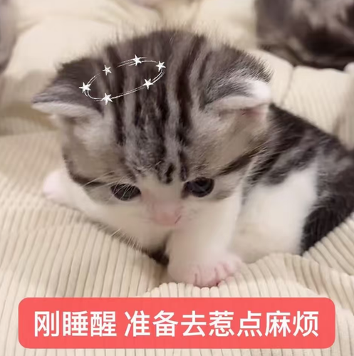 Screenshot 20260818 211042 com.xingin.xhs.png