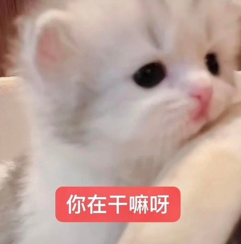 Screenshot 20260818 211152 com.xingin.xhs.png