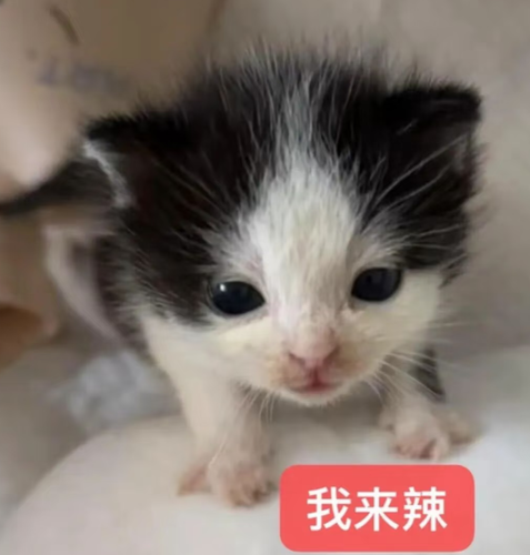 Screenshot 20260819 054646 com.xingin.xhs.png