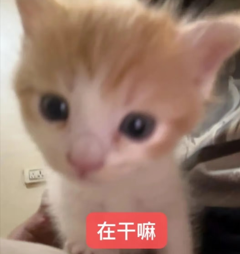 Screenshot 20260819 054627 com.xingin.xhs.png