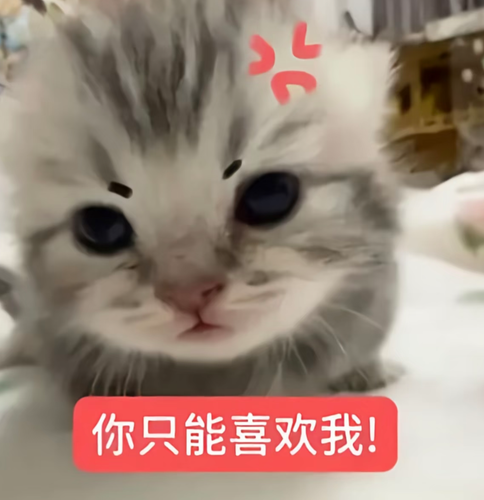 Screenshot 20260818 203717 com.xingin.xhs.png