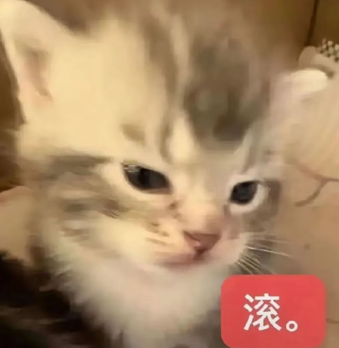 Screenshot 20260819 054939 com.xingin.xhs.png