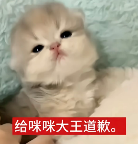 Screenshot 20260818 204250 com.xingin.xhs.png