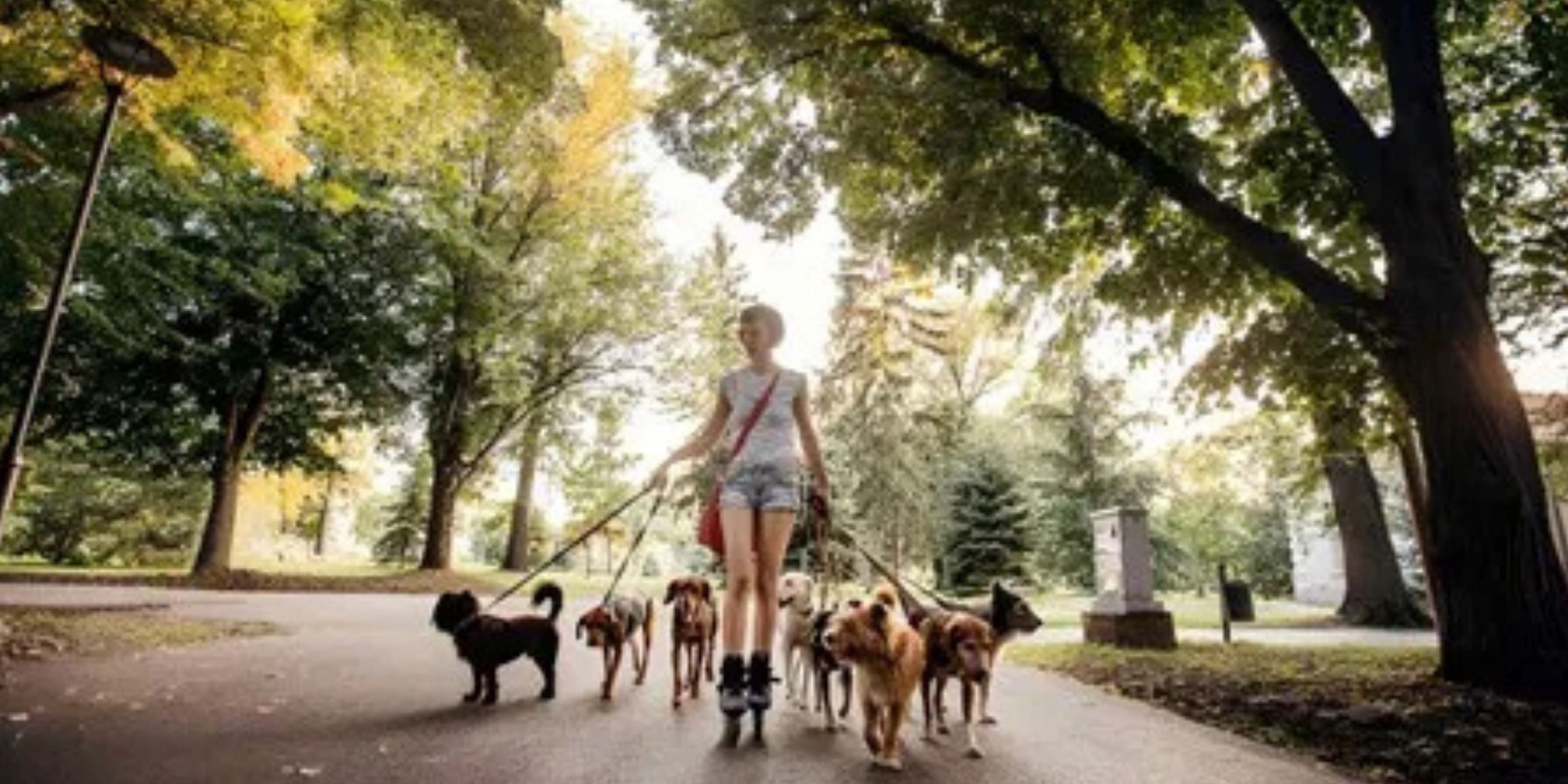 Facts Every Pet Owner Should Know Before Choosing a Dog Daycare in NJ