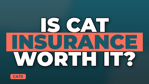 thumb cat insurance do you really need it landscape.png