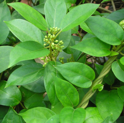 Gymnema sylvestre R.Br Flickr lalithamba.jpg